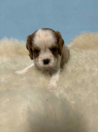 Cavalier king charles spániel