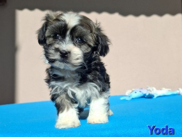 Bichon havanese
