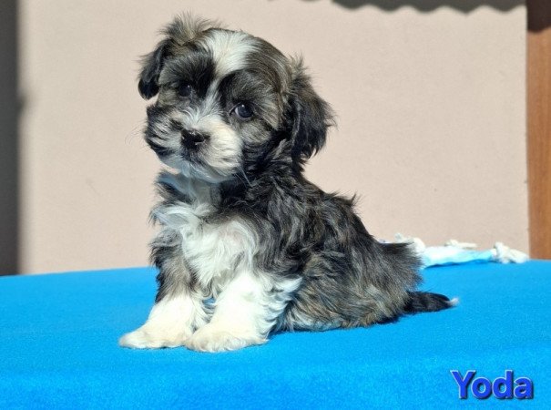 Bichon havanese