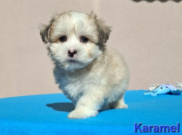 Bichon havanese