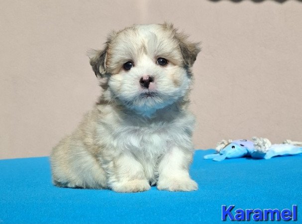 Bichon havanese