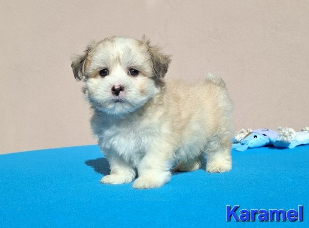 Bichon havanese