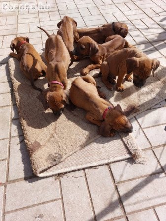 Eladó Rhodesiai Ridgeback kölykök