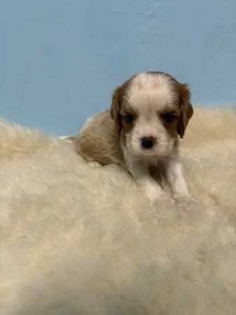 Cavalier king charles spániel