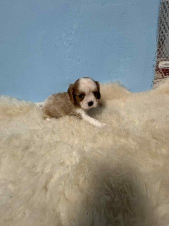 Cavalier king charles spániel