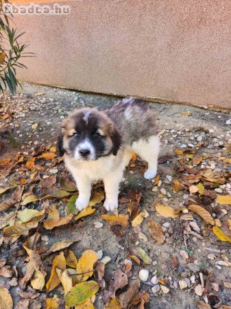 Közép-ázsiai keverék kiskutyák