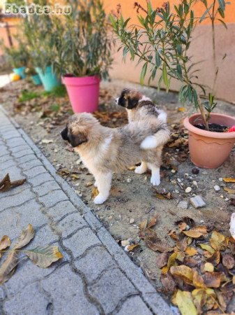 Közép-ázsiai keverék kiskutyák