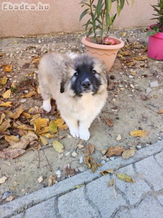 Közép-Ázsai keverék kiskutyák