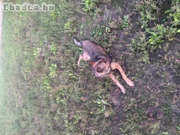 MalixNémet munkavonalas