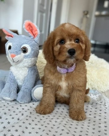 Cavapoo