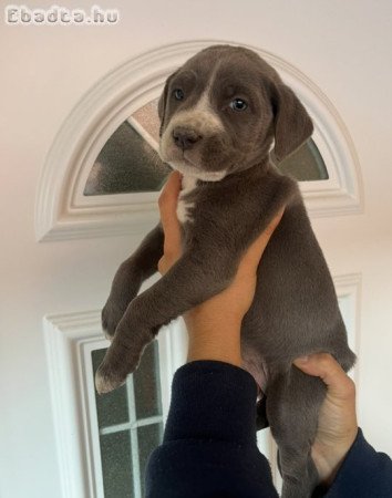 Staffordshire kölykök