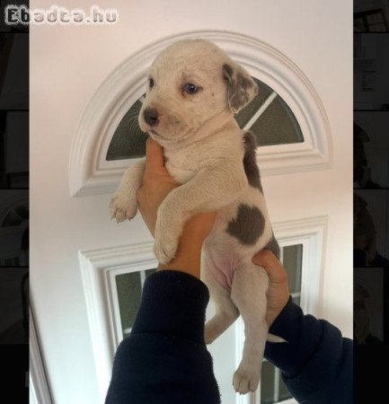 Staffordshire kölykök