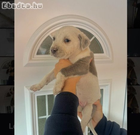 Staffordshire kölykök