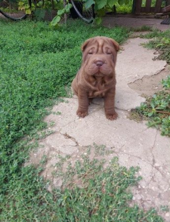 Shar pei