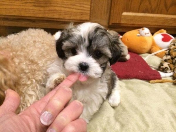 Bichon havanese