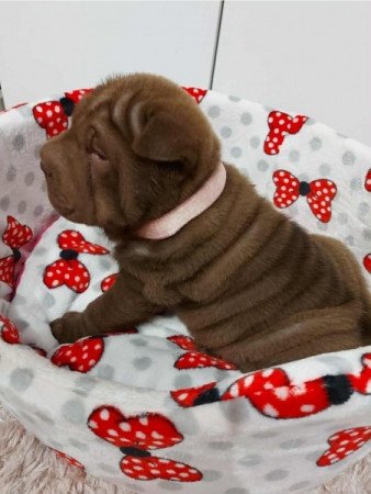 Shar pei