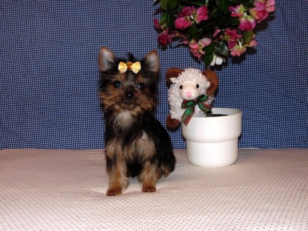 Yorkshire Terrier, Yorki