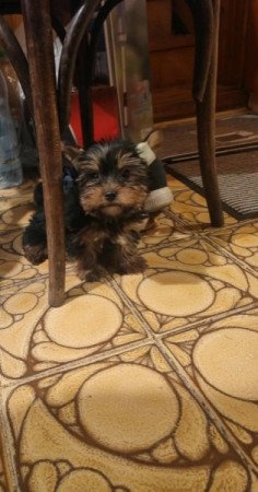 Yorkshire terrier