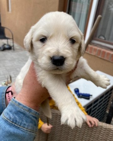 Golden Retriever