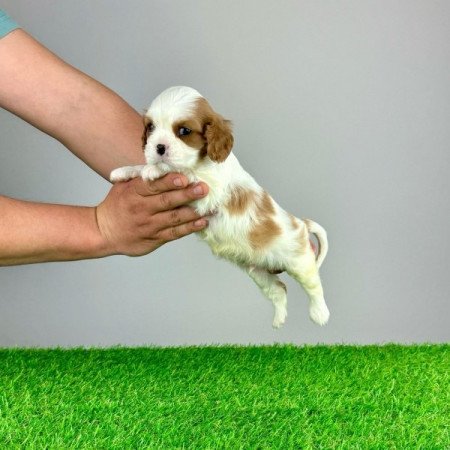 Cavalier King Charles Spániel