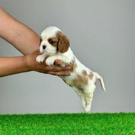 Cavalier King Charles Spániel