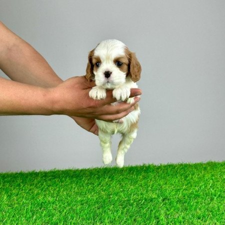 Cavalier King Charles Spániel