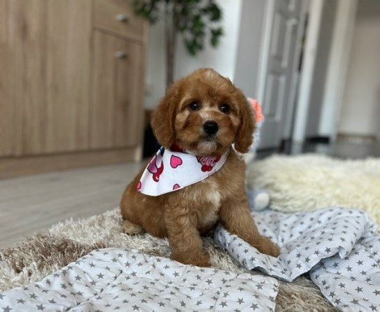 Cavapoo