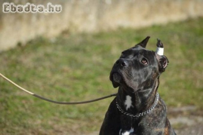 Cane Corso nőstény