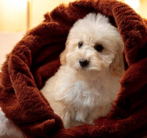 Maltipoo