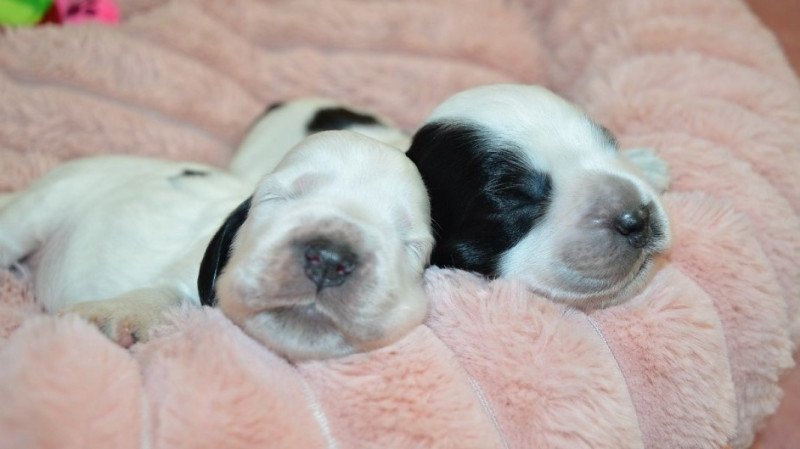 Angol cocker spániel