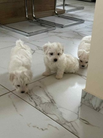 Bichon havanese