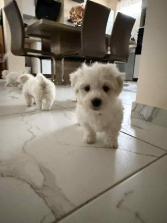 Bichon havanese