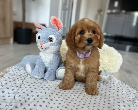 Cavapoo