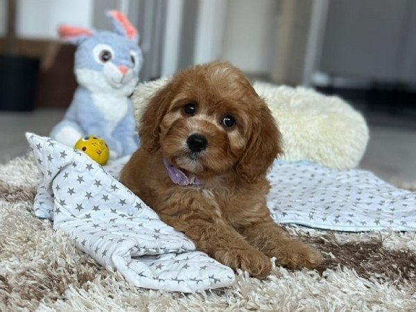 Cavapoo