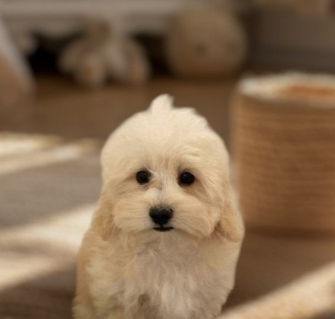 Maltipoo