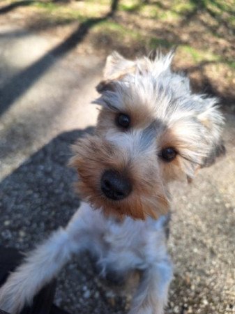 Yorkshire terrier