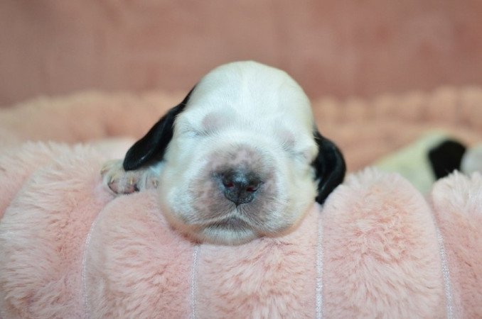 Angol cocker spániel