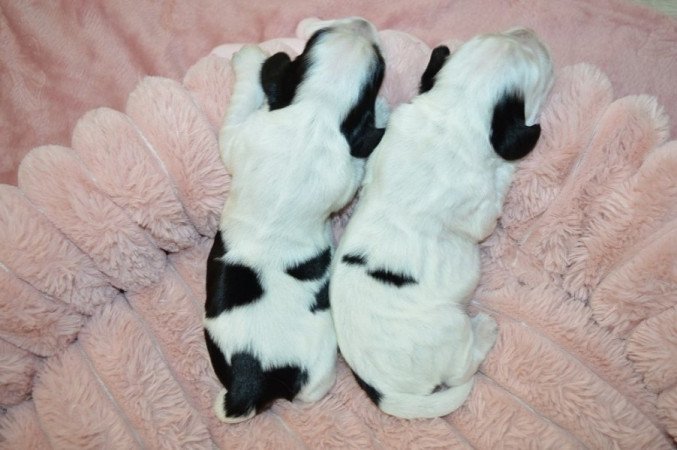 Angol cocker spániel