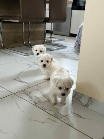 Bichon havanese
