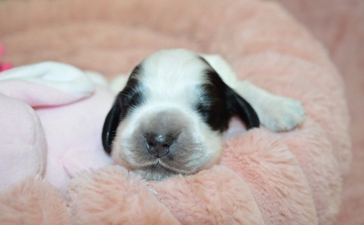 Angol cocker spániel