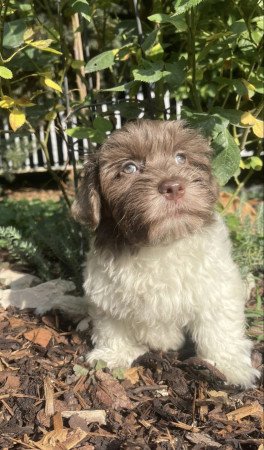 Szépséges Bichon Havanese cukiságok