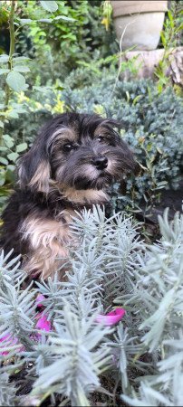 Szépséges Bichon Havanese cukiságok
