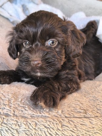 Szépséges Bichon Havanese cukiságok