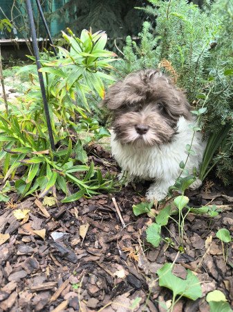 Szépséges Bichon Havanese cukiságok