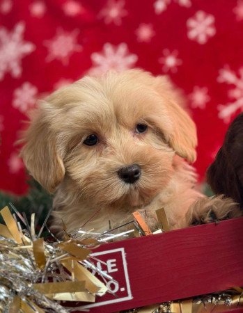 Szépséges Bichon Havanese cukiságok