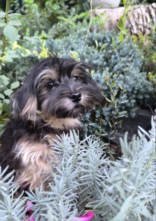 Szépséges Bichon Havanese cukiságok