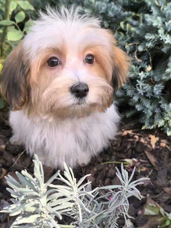 Szépséges Bichon Havanese cukiságok