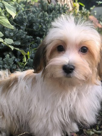 Szépséges Bichon Havanese cukiságok