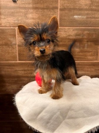 Mini Yorkshire terrier