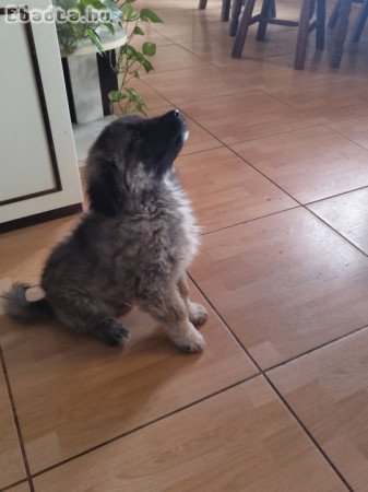 2 kaukázusi kölyök új családot keres RÁCKEVE